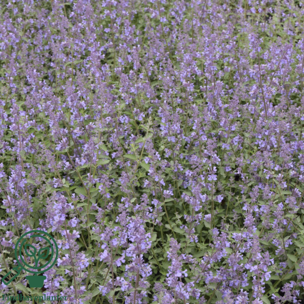 Nepeta faassenii 'Walker's Low', Blåkant / Katteurt