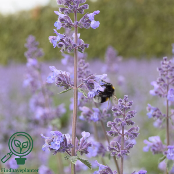 Nepeta faassenii 'Walker's Low', Blåkant / Katteurt