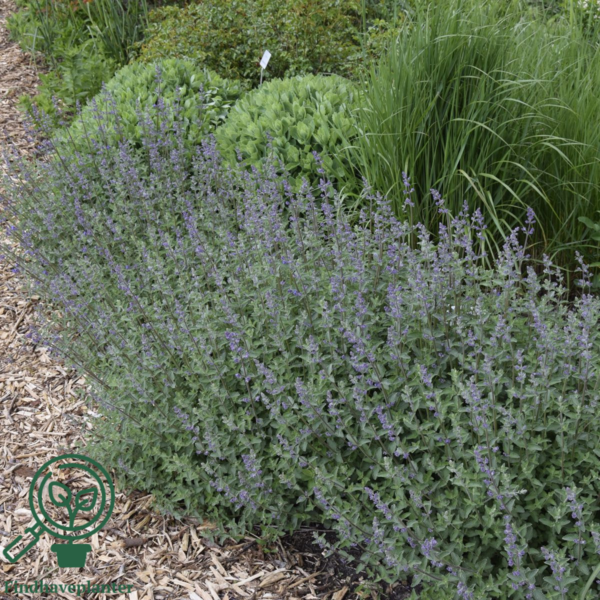 Nepeta faassenii 'Walker's Low', Blåkant / Katteurt