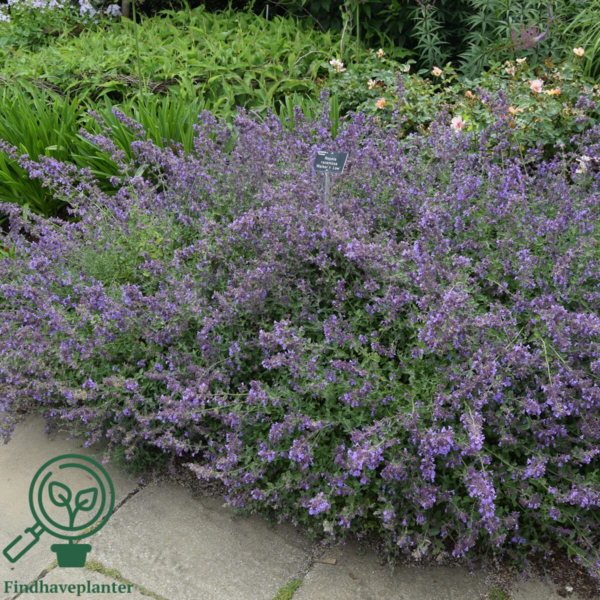 Nepeta faassenii 'Walker's Low', Blåkant / Katteurt