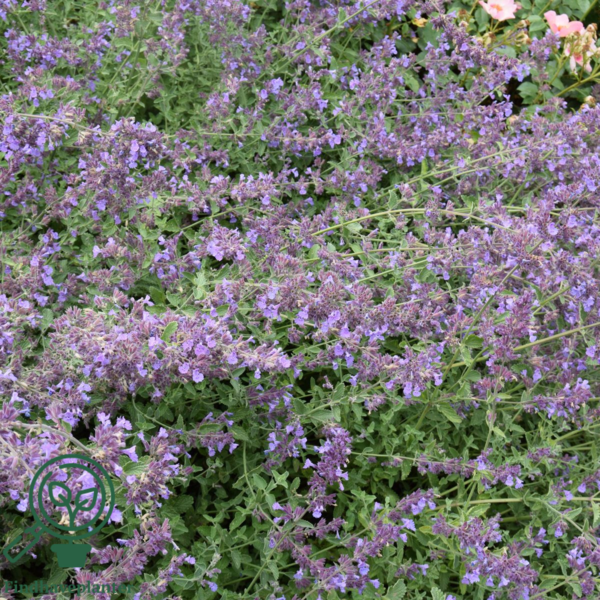 Nepeta faassenii 'Walker's Low', Blåkant / Katteurt
