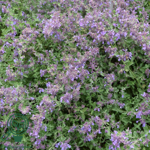 Nepeta faassenii 'Walker's Low', Blåkant / Katteurt