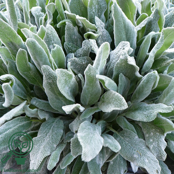 Stachys byzantina 'Silver Carpet', Lammeøre