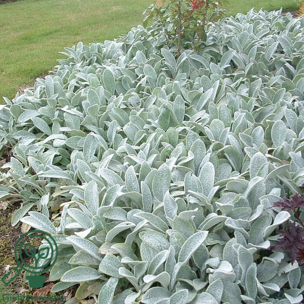 Stachys byzantina 'Silver Carpet', Lammeøre
