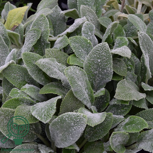 Stachys byzantina 'Silver Carpet', Lammeøre