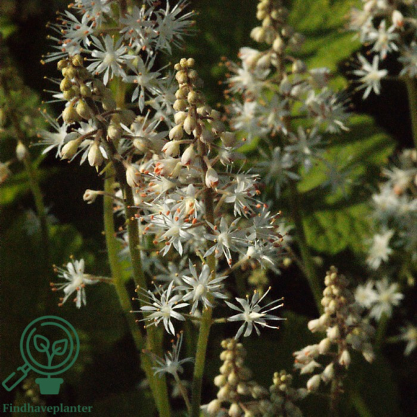 Tiarella cordifolia, Almindelig skumblomst