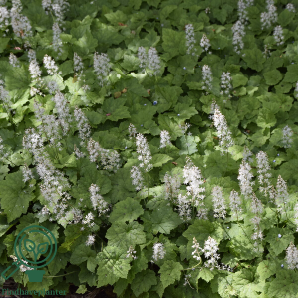 Tiarella cordifolia, Almindelig skumblomst