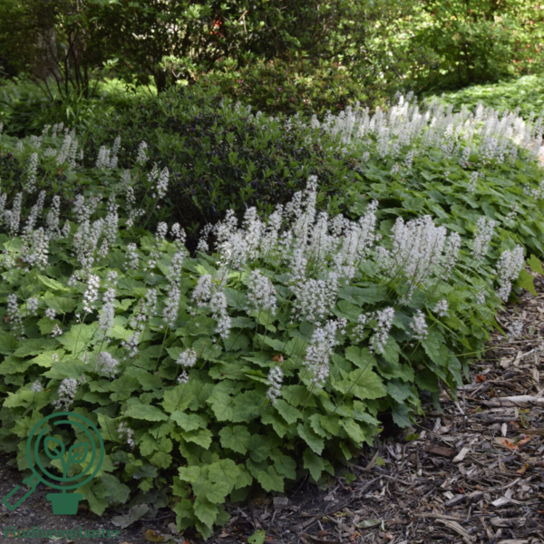 Tiarella cordifolia, Almindelig skumblomst