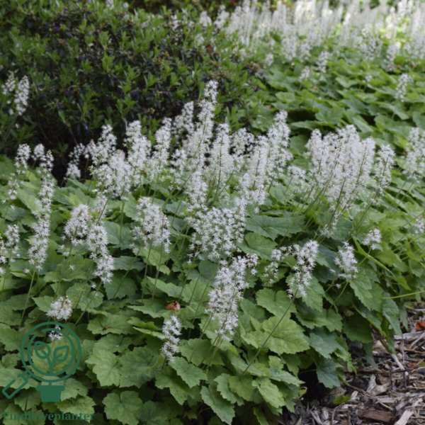 Tiarella cordifolia, Almindelig skumblomst