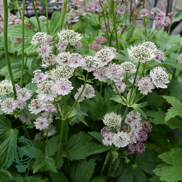 Astrantia major, Stjerneskærm