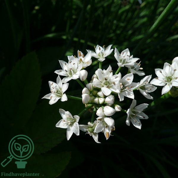 Allium tuberosum, Kinesisk purløg