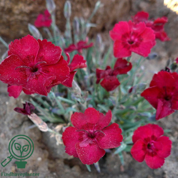 Dianthus gratianopolitanus 'Rubin', Nellike