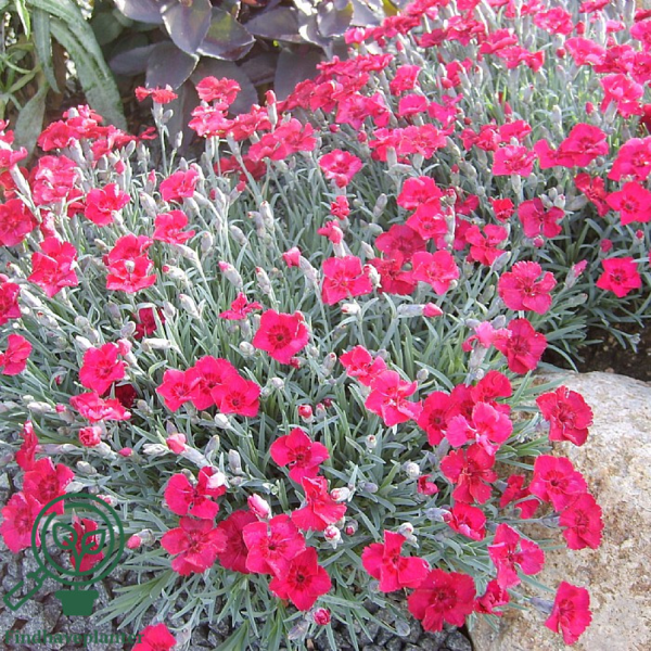 Dianthus gratianopolitanus 'Rubin', Nellike