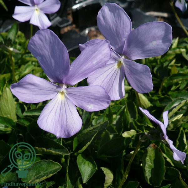 Viola cornuta 'Boughton Blue'