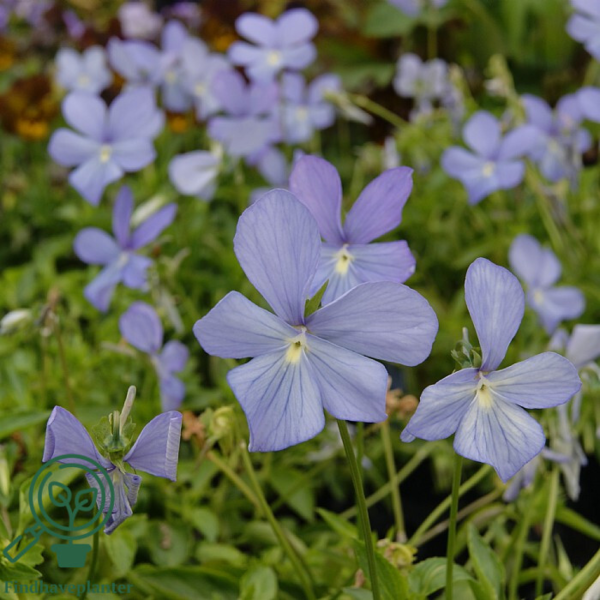 Viola cornuta 'Boughton Blue'