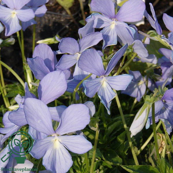 Viola cornuta 'Boughton Blue'