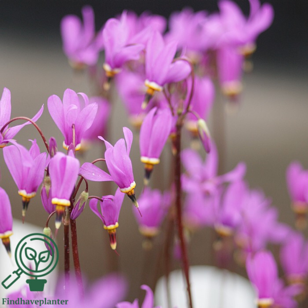 Dodecatheon meadia, Gudeblomst