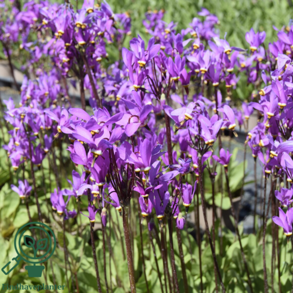 Dodecatheon meadia, Gudeblomst