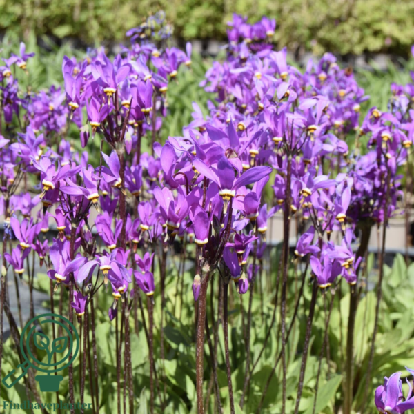 Dodecatheon meadia, Gudeblomst