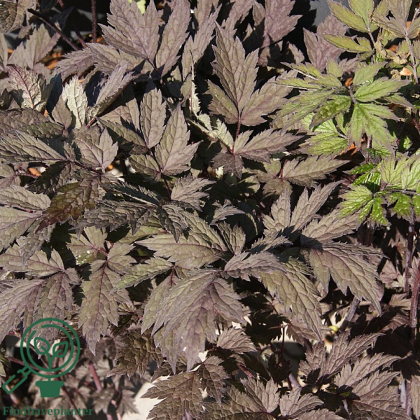 Cimicifuga ramosa 'Brunette', Sølvlys