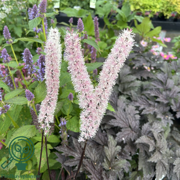 Cimicifuga ramosa 'Brunette', Sølvlys