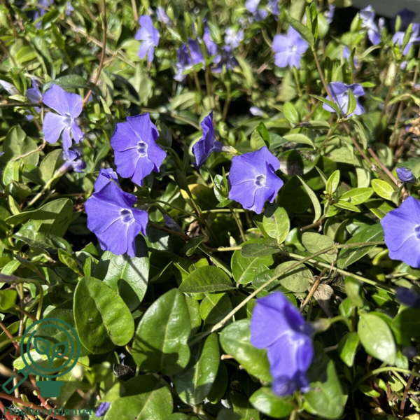 Vinca minor, Vintergrønt