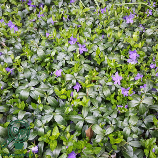 Vinca minor, Vintergrønt