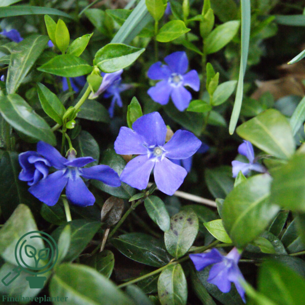 Vinca minor, Vintergrønt