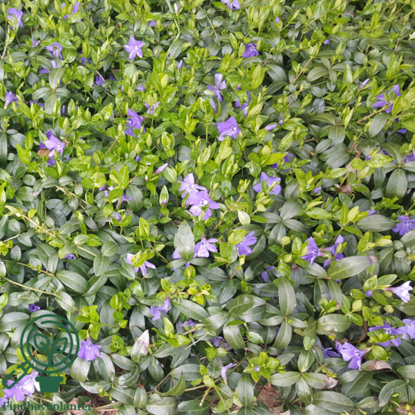 Vinca minor, Vintergrønt