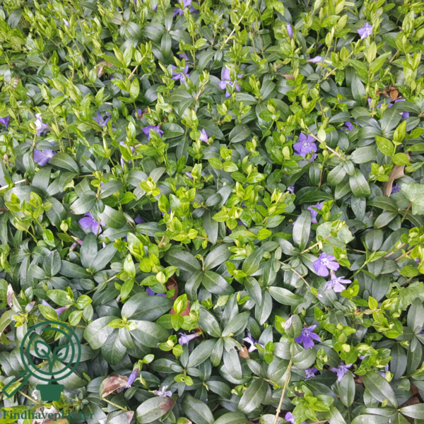 Vinca minor, Vintergrønt