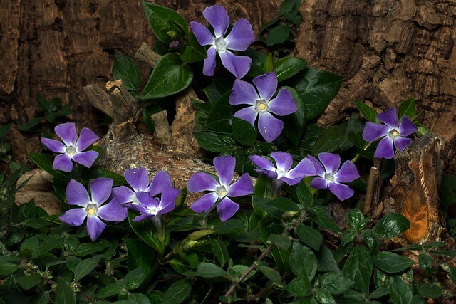 Vinca minor, Vintergrønt