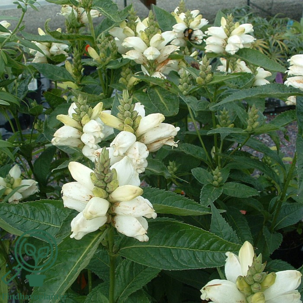Chelone obliqua 'Alba', Duehoved