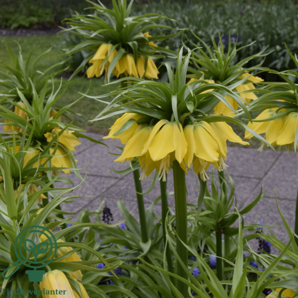 Fritillaria imperialis 'Lutea' Kejserkrone, Vibeæg