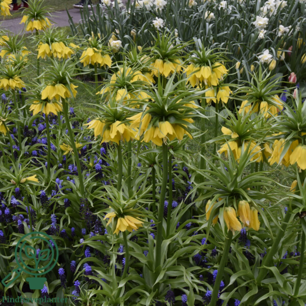 Fritillaria imperialis 'Lutea' Kejserkrone, Vibeæg