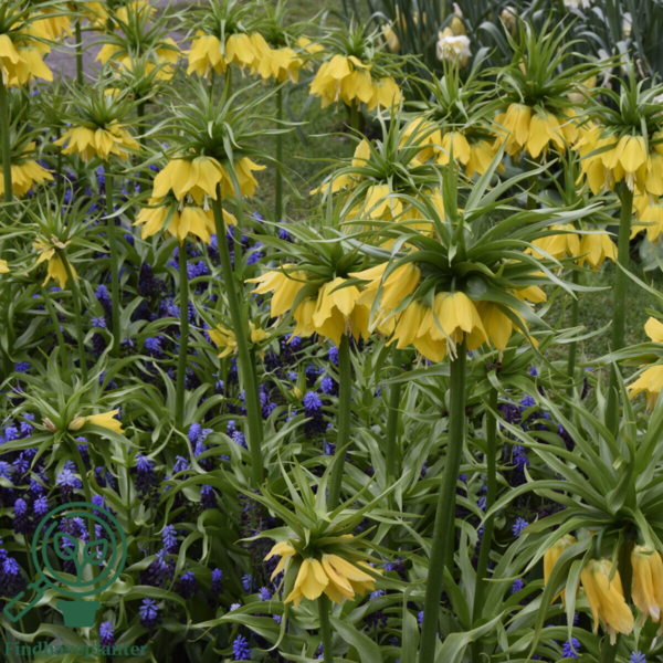 Fritillaria imperialis 'Lutea' Kejserkrone, Vibeæg