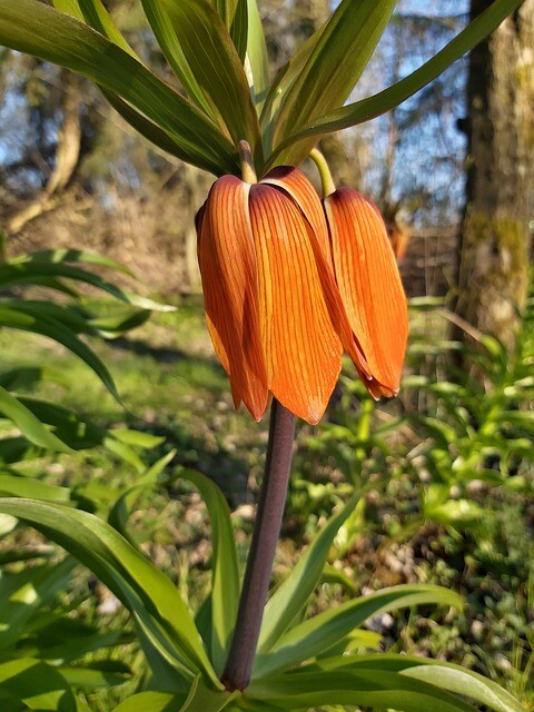 Fritillaria imperialis 'Aurora', Kejserkrone, Vibeæg