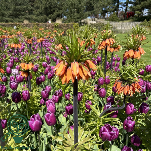 Fritillaria imperialis 'Aurora', Kejserkrone, Vibeæg