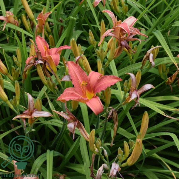 Hemerocallis hybrid 'Pink Damask', Daglilje