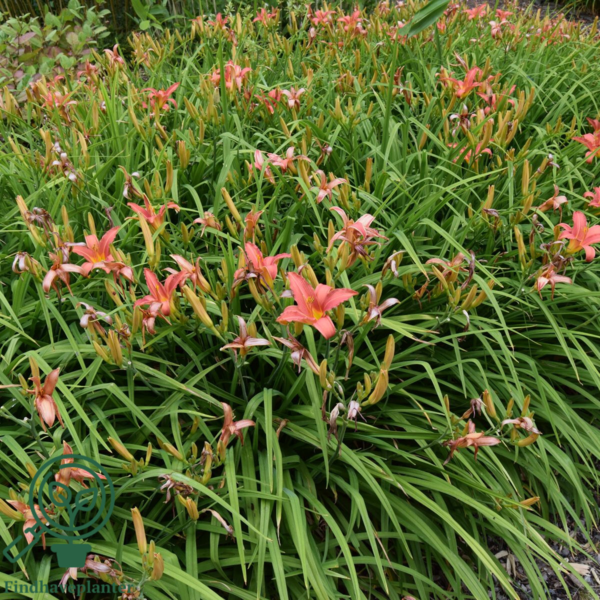 Hemerocallis hybrid 'Pink Damask', Daglilje
