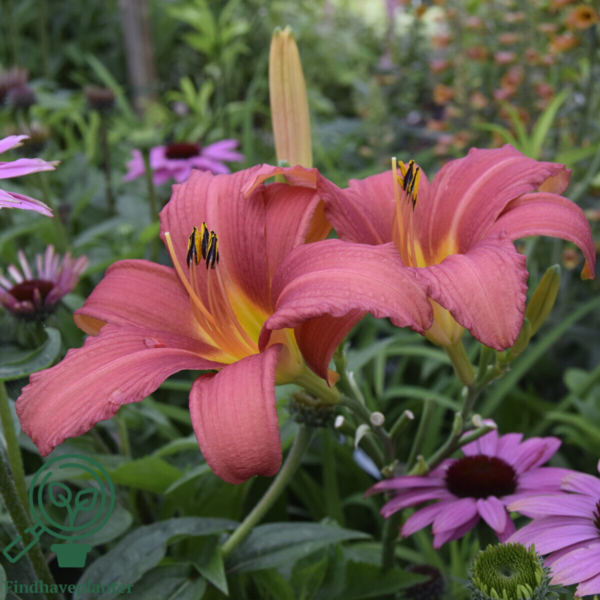 Hemerocallis hybrid 'Pink Damask', Daglilje