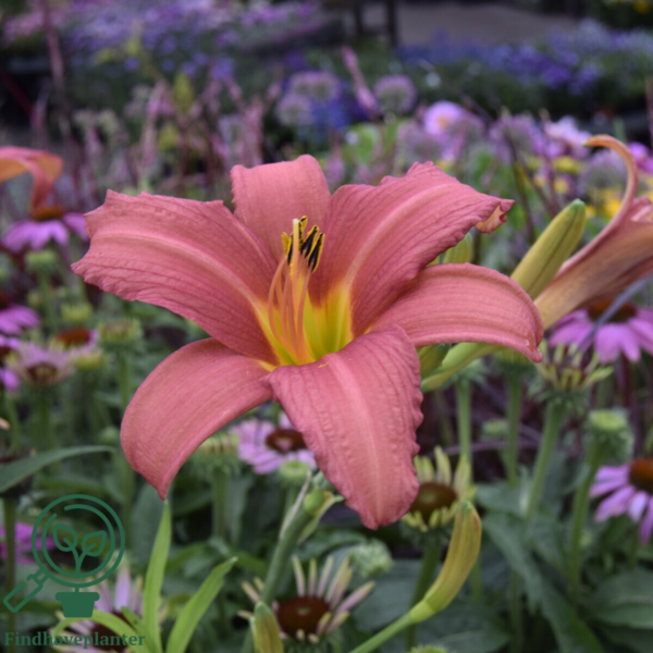Hemerocallis hybrid 'Pink Damask', Daglilje