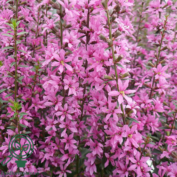 Lythrum virgatum 'Rose Queen', Kattehale