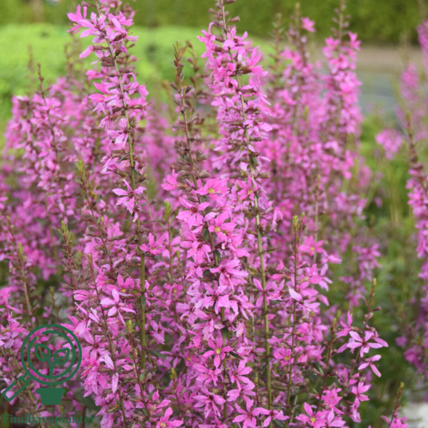 Lythrum virgatum 'Rose Queen', Kattehale