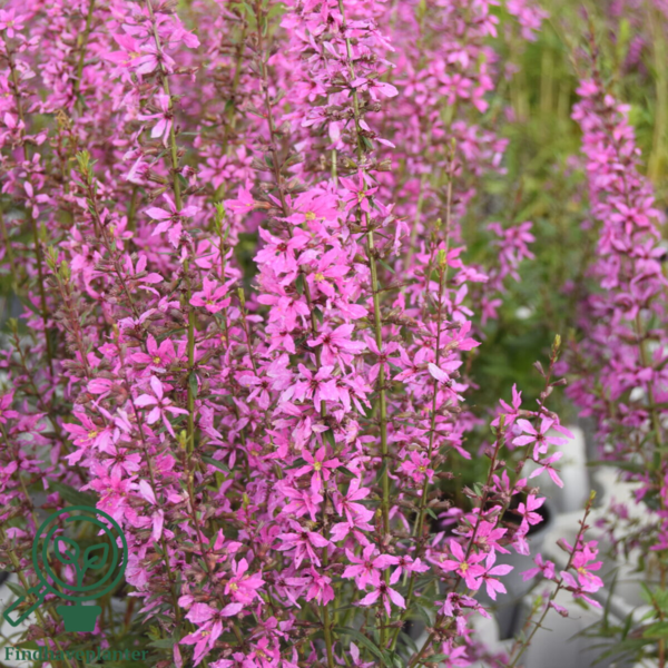 Lythrum virgatum 'Rose Queen', Kattehale