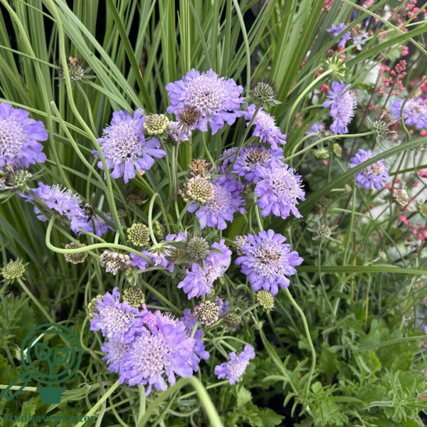 Scabiosa columbaria 'Butterfly Blue', Dueskabiose