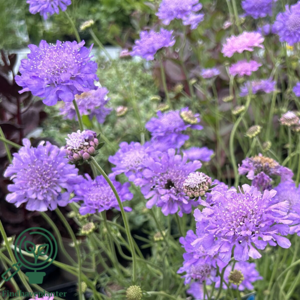 Scabiosa columbaria 'Butterfly Blue', Dueskabiose