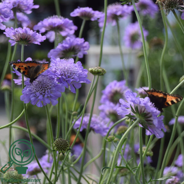 Scabiosa columbaria 'Butterfly Blue', Dueskabiose