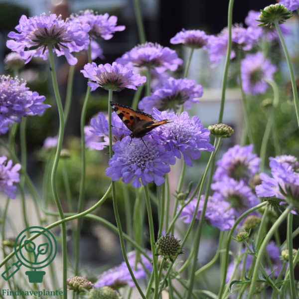 Scabiosa columbaria 'Butterfly Blue', Dueskabiose