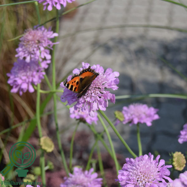 Scabiosa columbaria 'Pink Mist', Dueskabiose