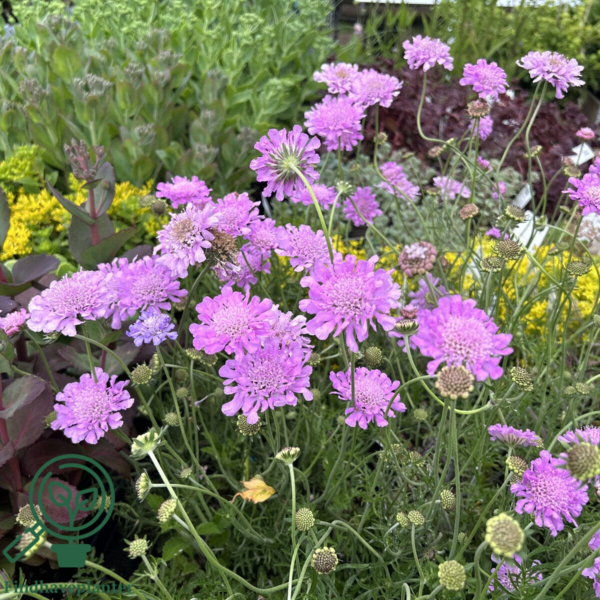 Scabiosa columbaria 'Pink Mist', Dueskabiose